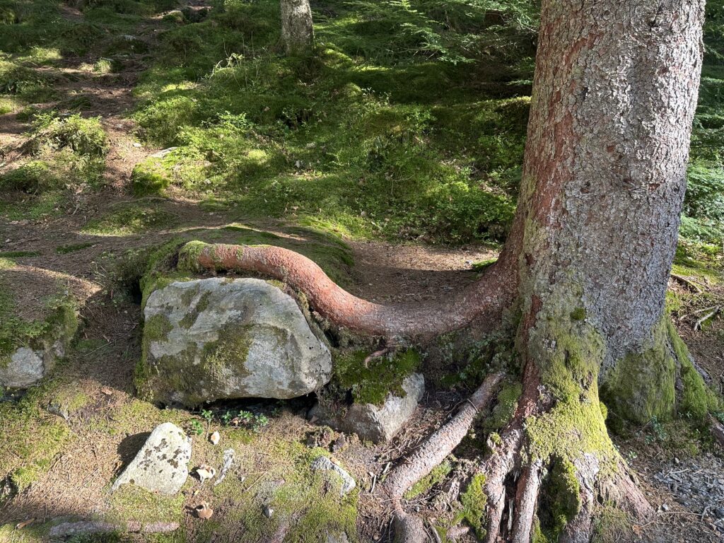 boom steen natuur kracht rouwologie